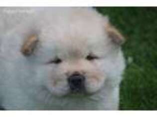 Chow Chow Puppy for sale in Monticello, WI, USA
