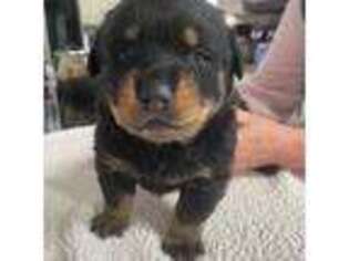 Rottweiler Puppy for sale in Dundee, IL, USA