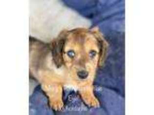 Dachshund Puppy for sale in Little Elm, TX, USA