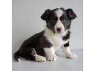 Cardigan Welsh Corgi Puppy for sale in Carson City, MI, USA