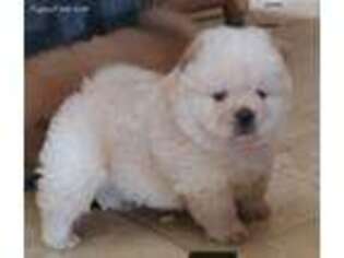 Chow Chow Puppy for sale in Brookville, IN, USA