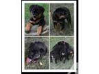 Rottweiler Puppy for sale in EAGLE POINT, OR, USA