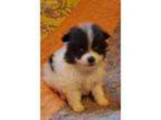 Pomeranian Puppy for sale in Nacogdoches, TX, USA