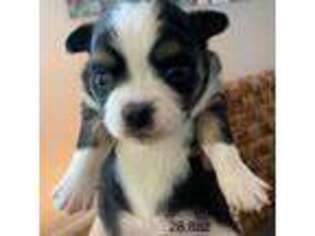 Chihuahua Puppy for sale in North Highlands, CA, USA