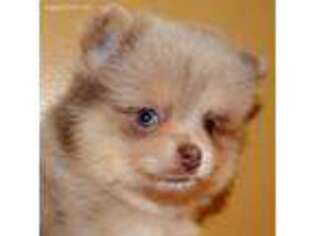Pomeranian Puppy for sale in Glenarm, IL, USA