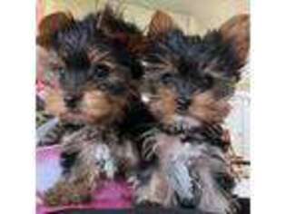 Yorkshire Terrier Puppy for sale in Tulare, CA, USA