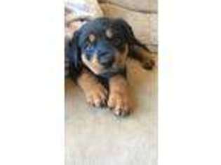 Rottweiler Puppy for sale in Selden, NY, USA