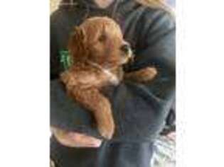 Labradoodle Puppy for sale in Yorktown, IN, USA