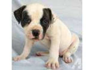 American Bulldog Puppy for sale in WEST PLAINS, MO, USA