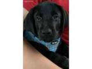 Labrador Retriever Puppy for sale in Derby, CT, USA