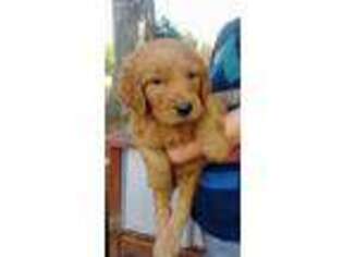 Goldendoodle Puppy for sale in Stem, NC, USA