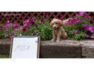 Goldendoodle Puppy for sale in Fremont, MI, USA