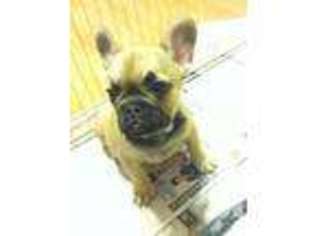 French Bulldog Puppy for sale in UNION CITY, CA, USA