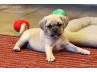 Puggle Puppy for sale in Norman, OK, USA