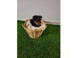 Yorkshire Terrier Puppy for sale in Port Saint Lucie, FL, USA