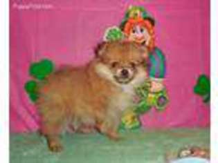 Pomeranian Puppy for sale in Pierce City, MO, USA