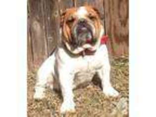 Olde English Bulldogge Puppy for sale in SAN ANTONIO, TX, USA
