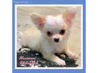 Chihuahua Puppy for sale in Midlothian, TX, USA