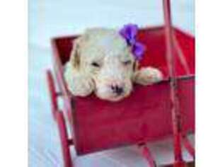 Goldendoodle Puppy for sale in Azle, TX, USA