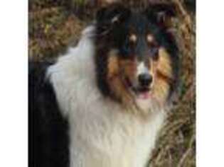 Collie Puppy for sale in Royalton, KY, USA
