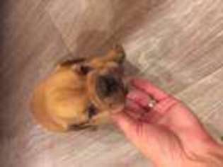 Olde English Bulldogge Puppy for sale in TIFTON, GA, USA