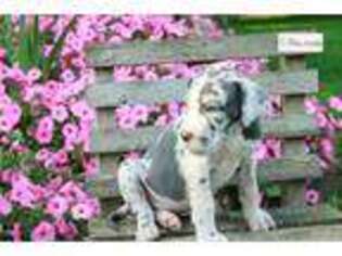 Great Dane Puppy for sale in South Bend, IN, USA