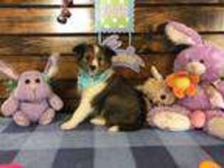 Shetland Sheepdog Puppy for sale in Boyd, WI, USA