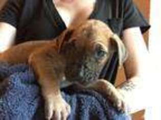 Great Dane Puppy for sale in CHANDLER, AZ, USA