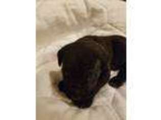 Cane Corso Puppy for sale in Bellefonte, PA, USA