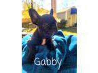 French Bulldog Puppy for sale in Crosby, TX, USA