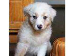 Australian Shepherd Puppy for sale in Bagley, IA, USA