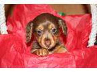 Dachshund Puppy for sale in Burlington, CO, USA