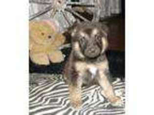 German Shepherd Dog Puppy for sale in Palatka, FL, USA