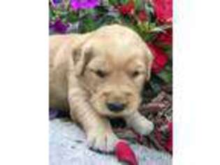 Golden Retriever Puppy for sale in Fordland, MO, USA