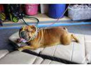 Bulldog Puppy for sale in SANTA FE SPRINGS, CA, USA