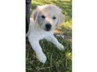 Mutt Puppy for sale in Bardstown, KY, USA