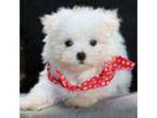 Maltese Puppy for sale in Ruston, LA, USA