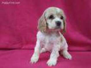 Cocker Spaniel Puppy for sale in Kit Carson, CO, USA