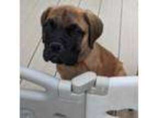 Bullmastiff Puppy for sale in Rootstown, OH, USA