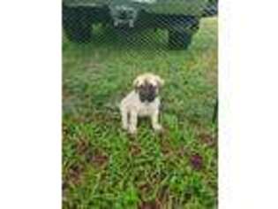 Mastiff Puppy for sale in North Port, FL, USA