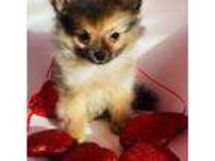 Pomeranian Puppy for sale in Pueblo, CO, USA