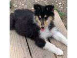 Collie Puppy for sale in Vienna, OH, USA
