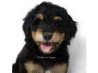 Bernese Mountain Dog Puppy for sale in Smiths Creek, MI, USA
