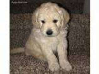 Goldendoodle Puppy for sale in Gordonsville, TN, USA