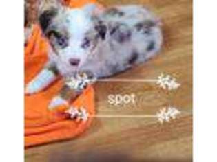 Miniature Australian Shepherd Puppy for sale in Rochester, IN, USA