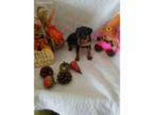 Miniature Pinscher Puppy for sale in Capac, MI, USA