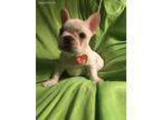 French Bulldog Puppy for sale in Snohomish, WA, USA