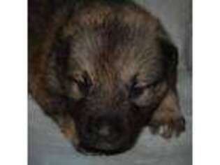 German Shepherd Dog Puppy for sale in Fruitland, WA, USA