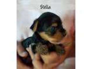 Yorkshire Terrier Puppy for sale in Cobbtown, GA, USA