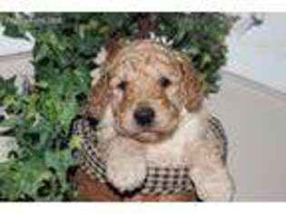 Goldendoodle Puppy for sale in Louisville, IL, USA
